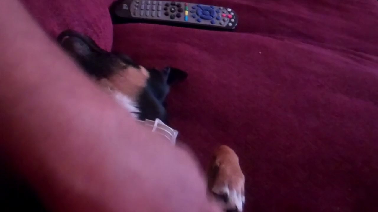 Dog Loves Belly Rubs