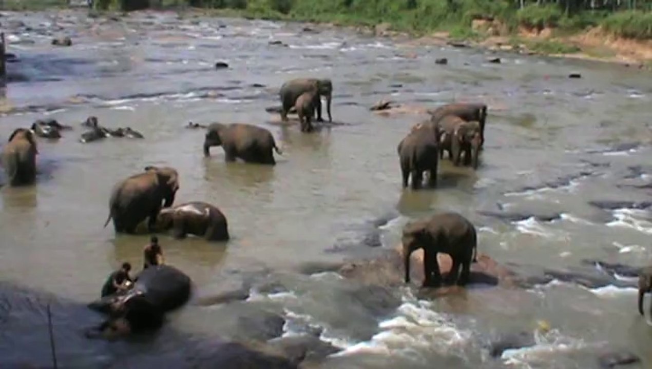Orphelinat des éléphants Pinnawela Sri Lanka