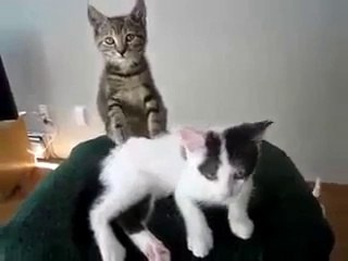 masaj yapan kedi