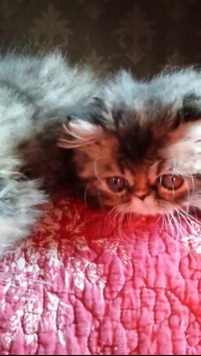 Chatons chorale de ronrons