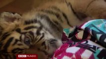 Vivir con una esposa, hijos, dos perros y dos cachorros de tigre