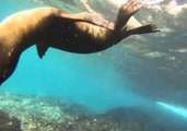 Sea Lion Kisses Camera