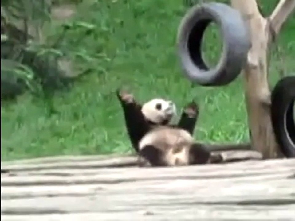 Panda disco 国宝大熊猫的迪斯科