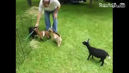 +100500 Эпизод №116 - Заряженный Козленок