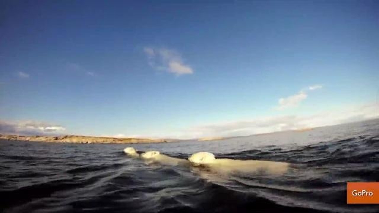 Polar Bears Swim Futilely For Ice In Poignant GoPro Video