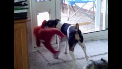 Dog Tries Until he Succeeds