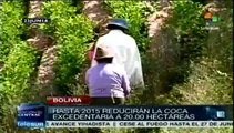 Bolivia logra reducción neta de cultivos ilegales de coca