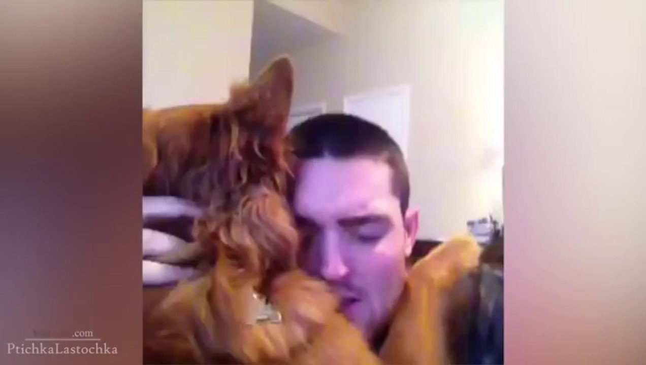 Funny Dogs Compilation 2014