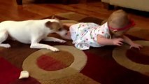 Dog teaches baby how to crawl