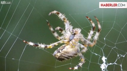 Örümceğin Ağır Çekimde Ağ Kurması