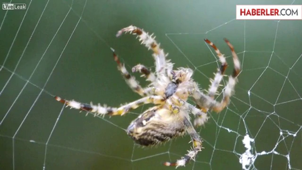 Örümceğin Ağır Çekimde Ağ Kurması