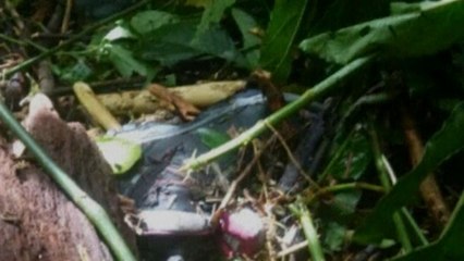Human remains found in Panama belong to missing girl