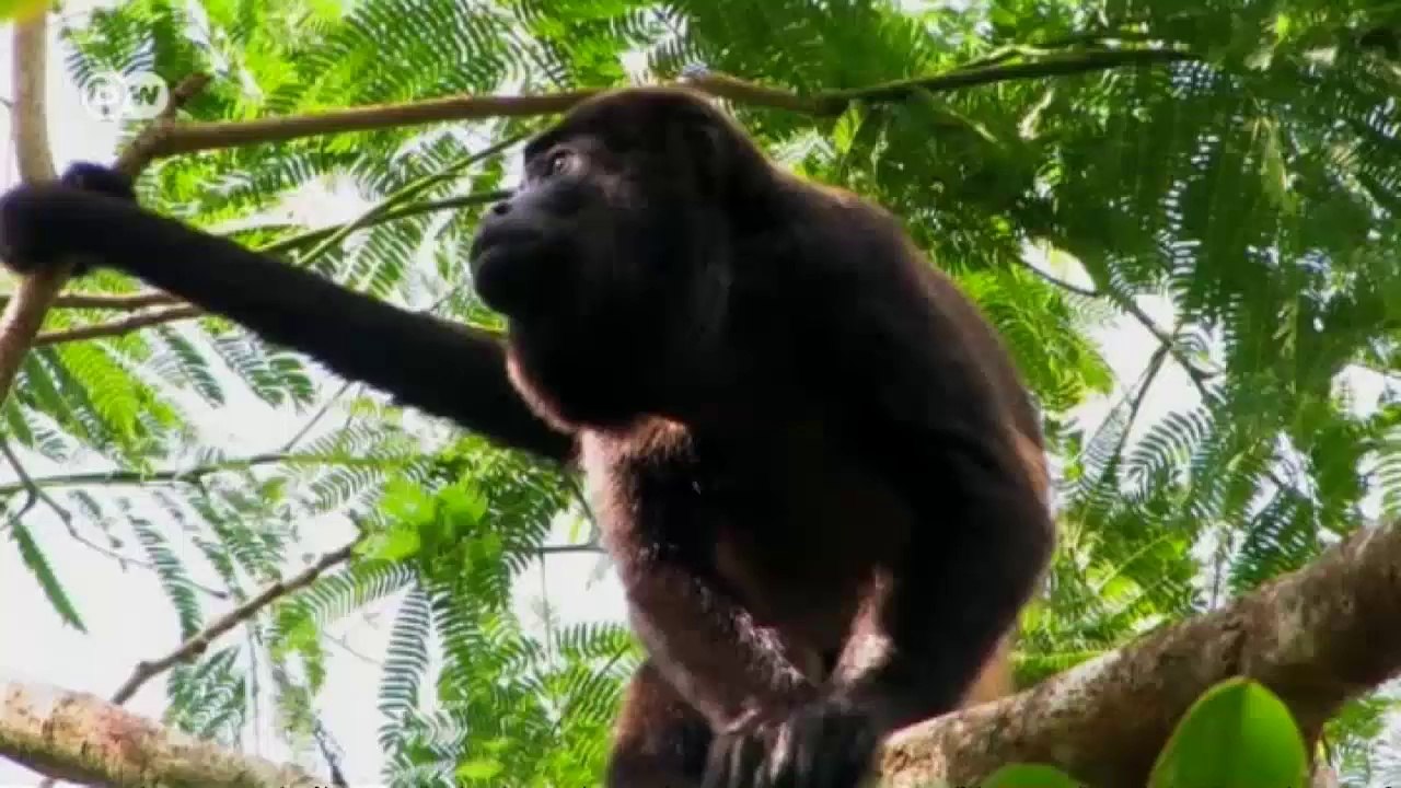 Reportaje: el valor del bosque | Global 3000