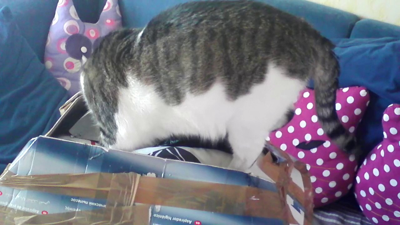 Eragon ouvre son carton