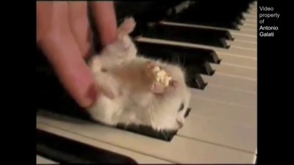 Hamster On A Piano (Eating Popcorn) - Parry Gripp