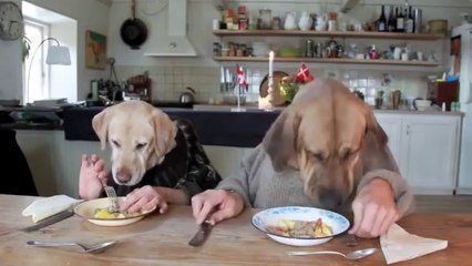 TWO DOGS DINING