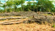 Zambia: Measuring Forests | Global 3000