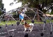 Malamute Refuses to Let His Owner Exercise
