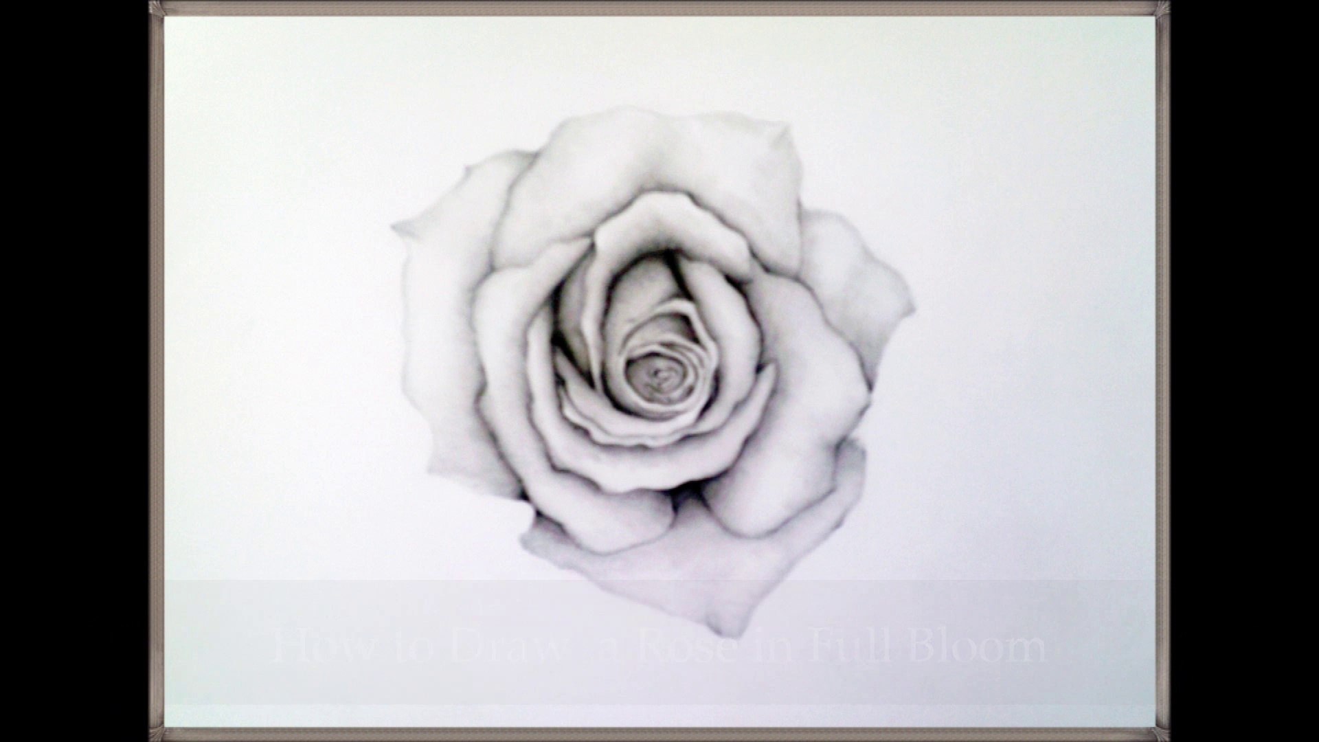 How to Draw a Rose in Full Bloom  Steps by Steps