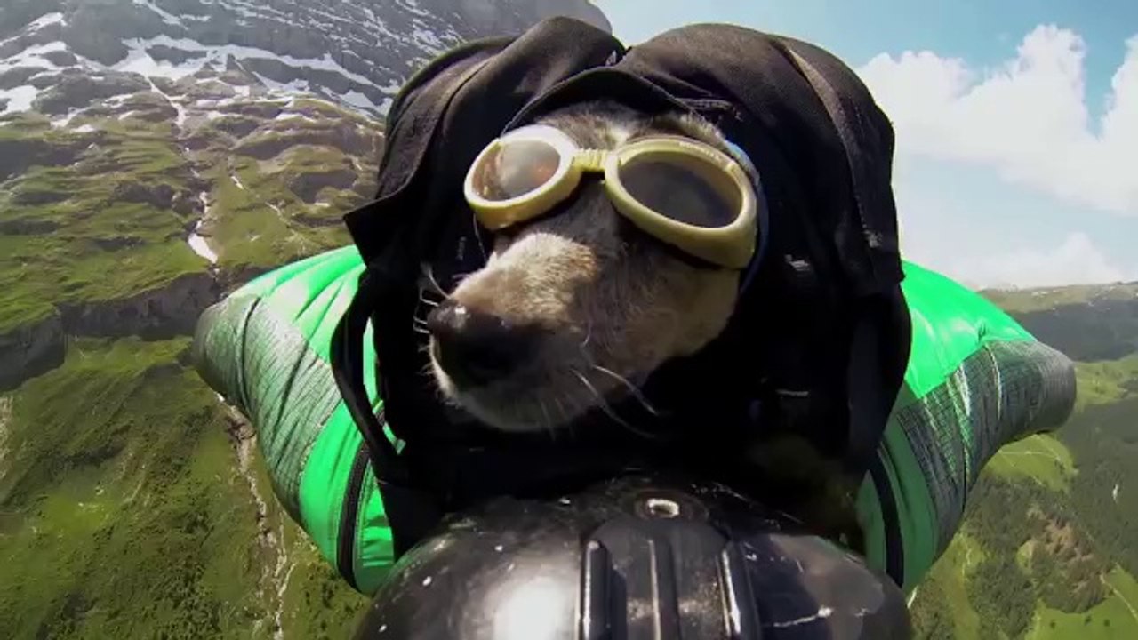 Weltweit erster Wingsuit Hund