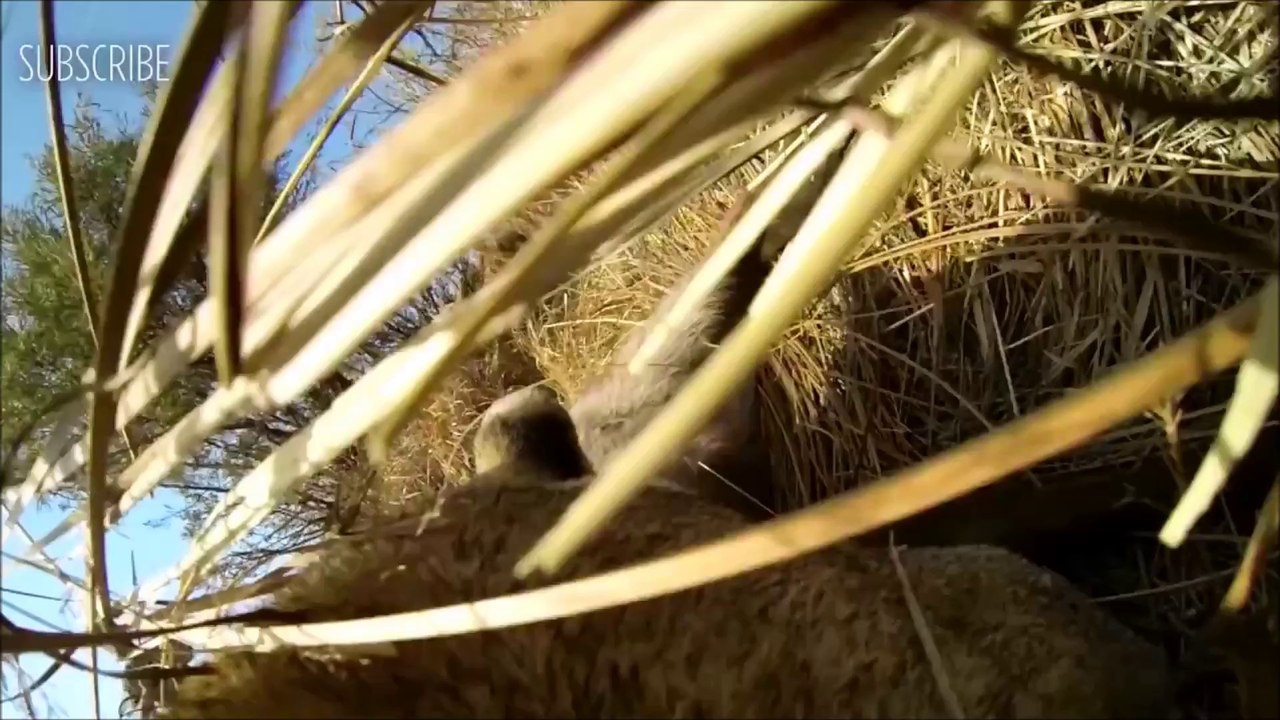 Cliff diving : Découvrez les  sauts les plus époustouflants de haute voltige