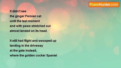 Gert Strydom - The red breasted dove