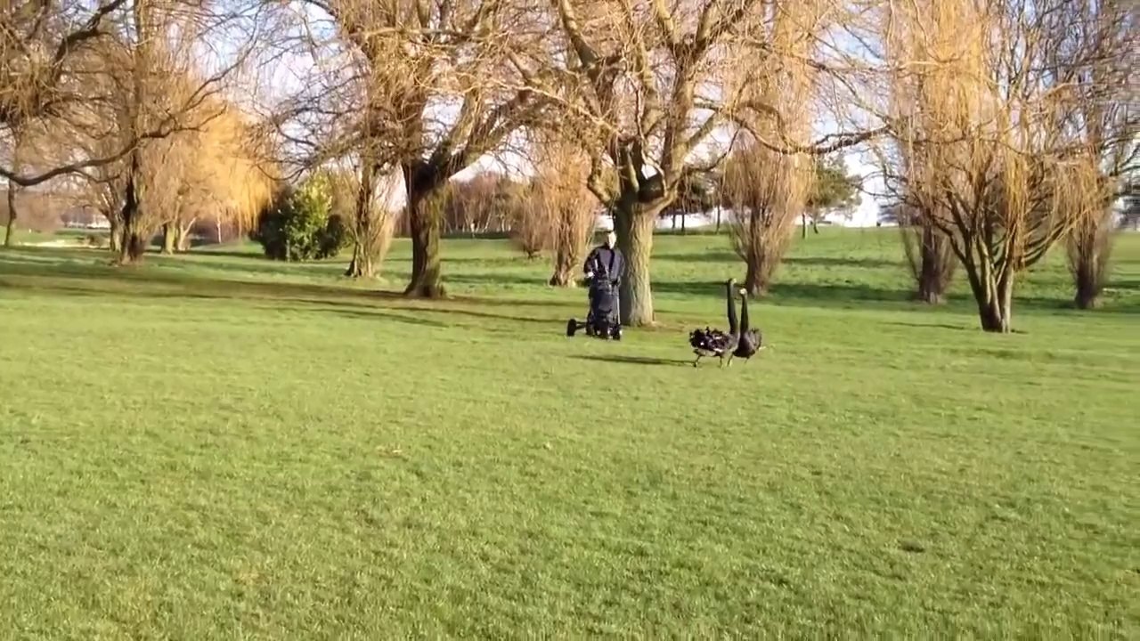 Golf. Swan attack