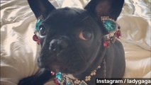 Lady Gaga Angers PETA By Dressing Up Dog