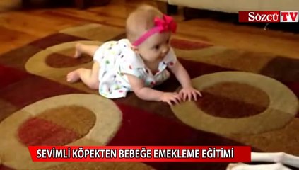 Sevimli köpekten bebeğe emekleme eğitimi