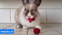 sevimli tavşan cilek yiyor :) - yok böyle bir tatlılık!