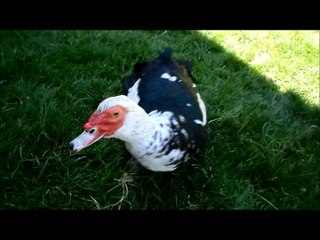 Piou-piou dans l'herbe