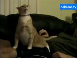 operacı enteresan bir kedi :) - komik!