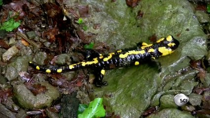 Worlds Strangest - regenerate