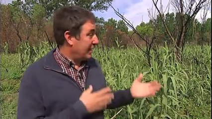 L'Illa d'Avall després de l'incendi