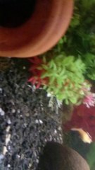 Lepistes varyetesi ??