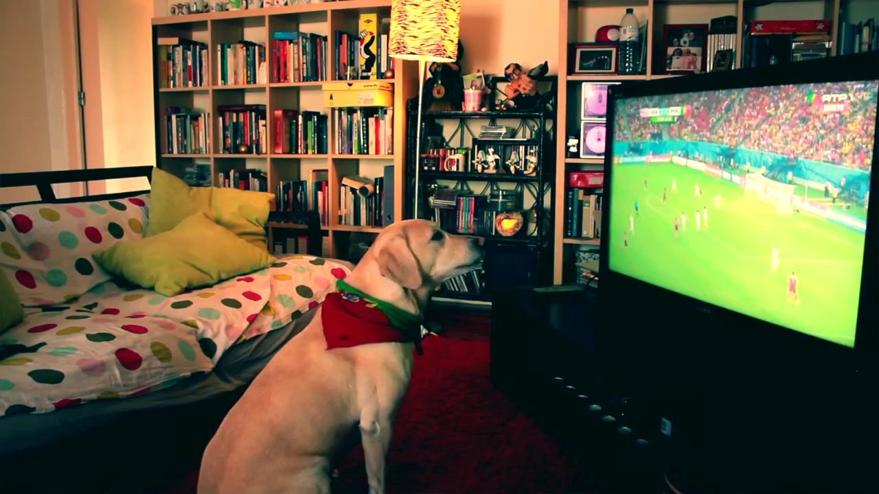 Cachorro Assistindo TV