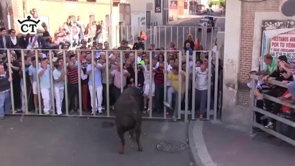 Toro de la Feria - Medina del Campo 2014