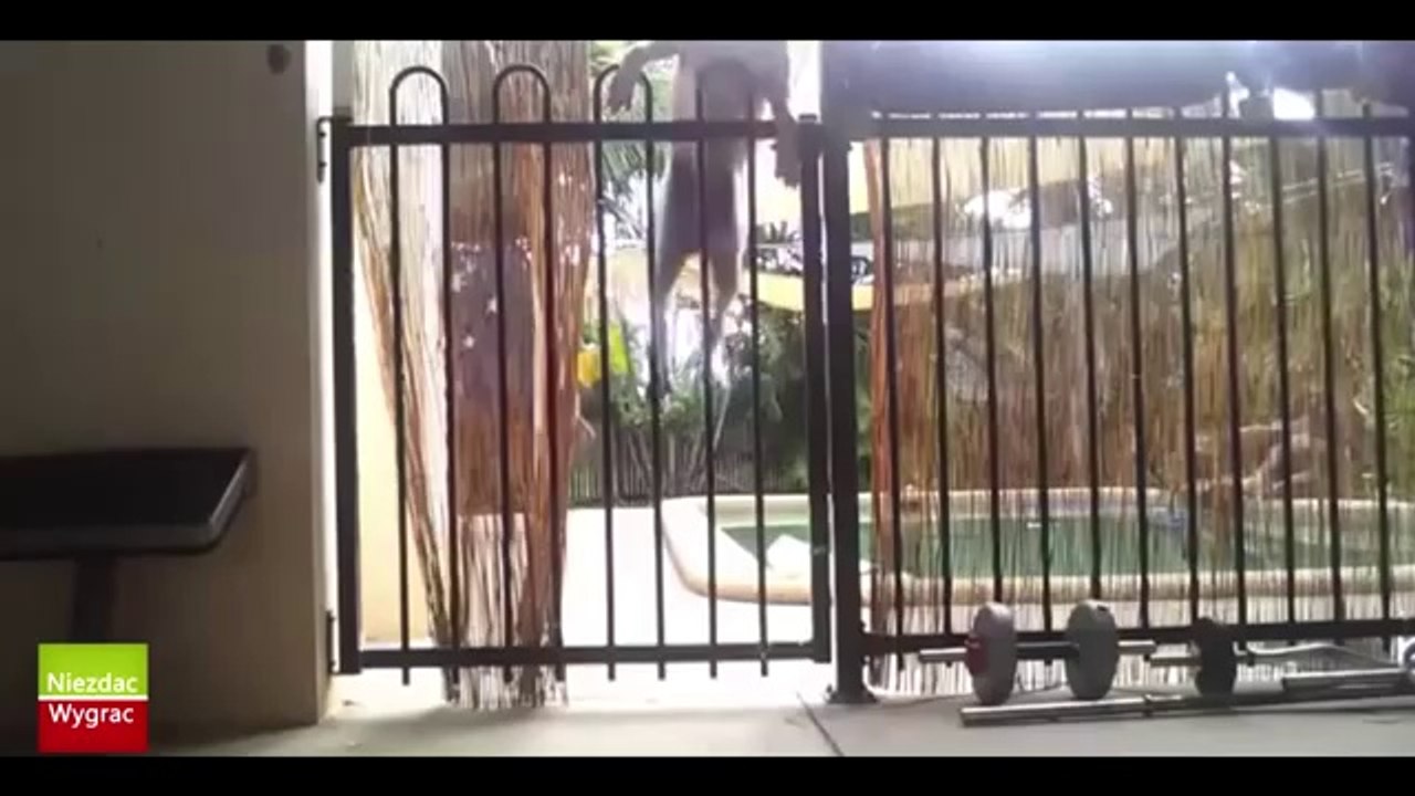 Funny Animals Compilation. Śmieszne zwierzaki.