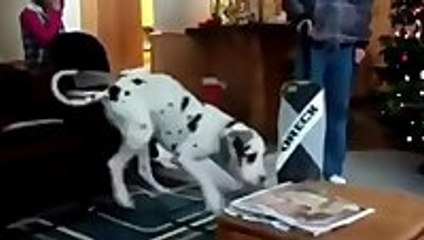 Compilation of Great Danes being scared by things