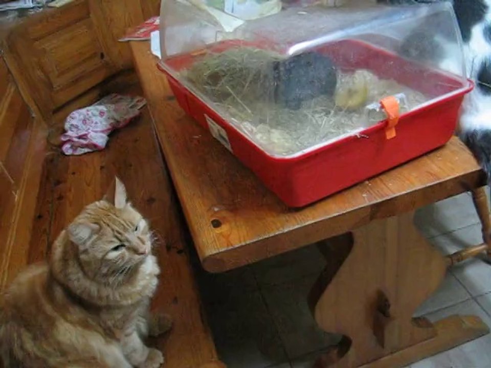 001Moir et ses copains