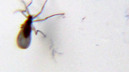 Scary Bugs with three front legs-Amazing Nature