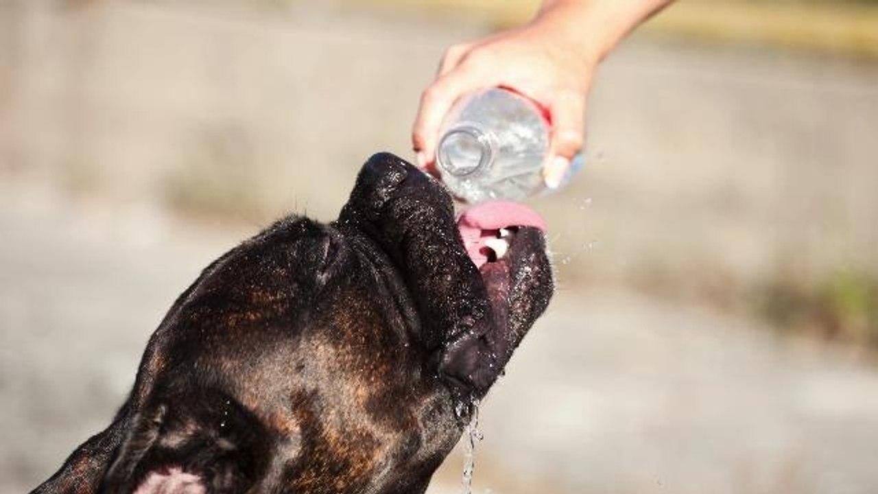 Viral Facebook Post About Dogs and Ice Water Is Not True video