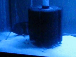 3.dişi mobamın yavrularını salması