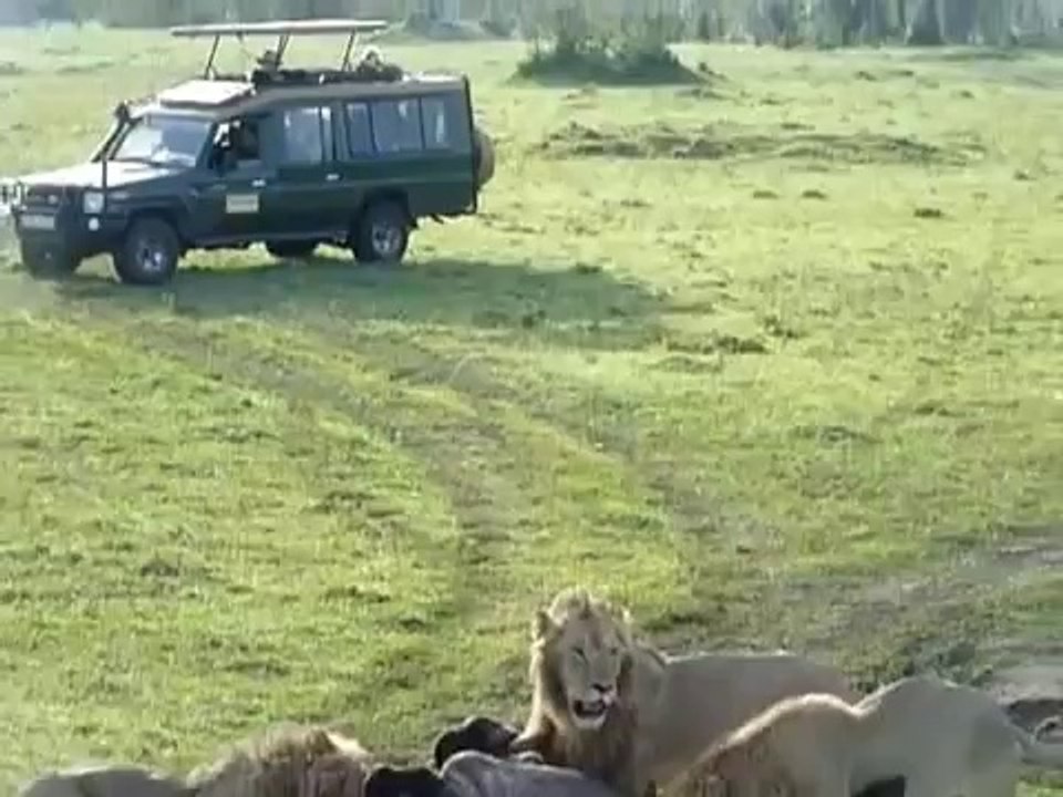Lion attacks Buffalo in Masai Mara, Kenya with Wanyama Africa Safari