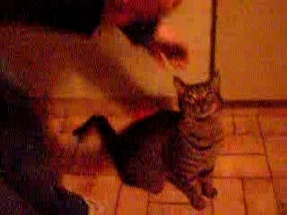 Mon Titi est un chat de cirque ^^