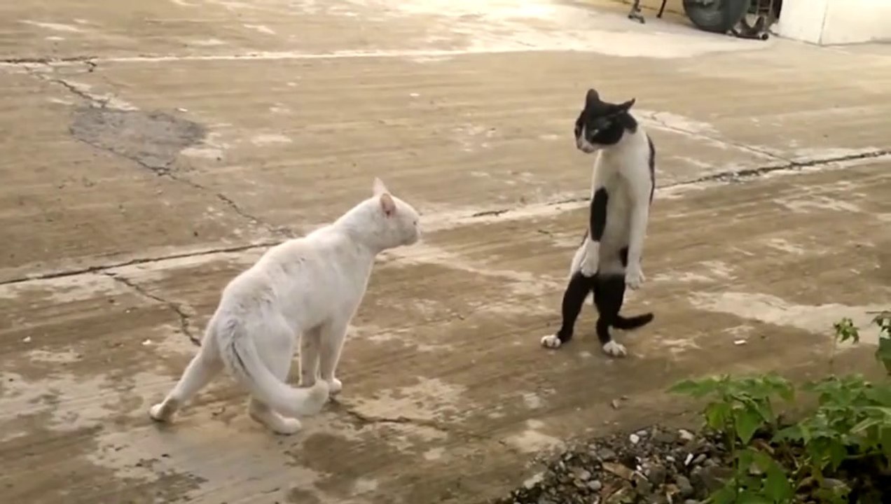 İki Ayak Üstünde Duran Kedi