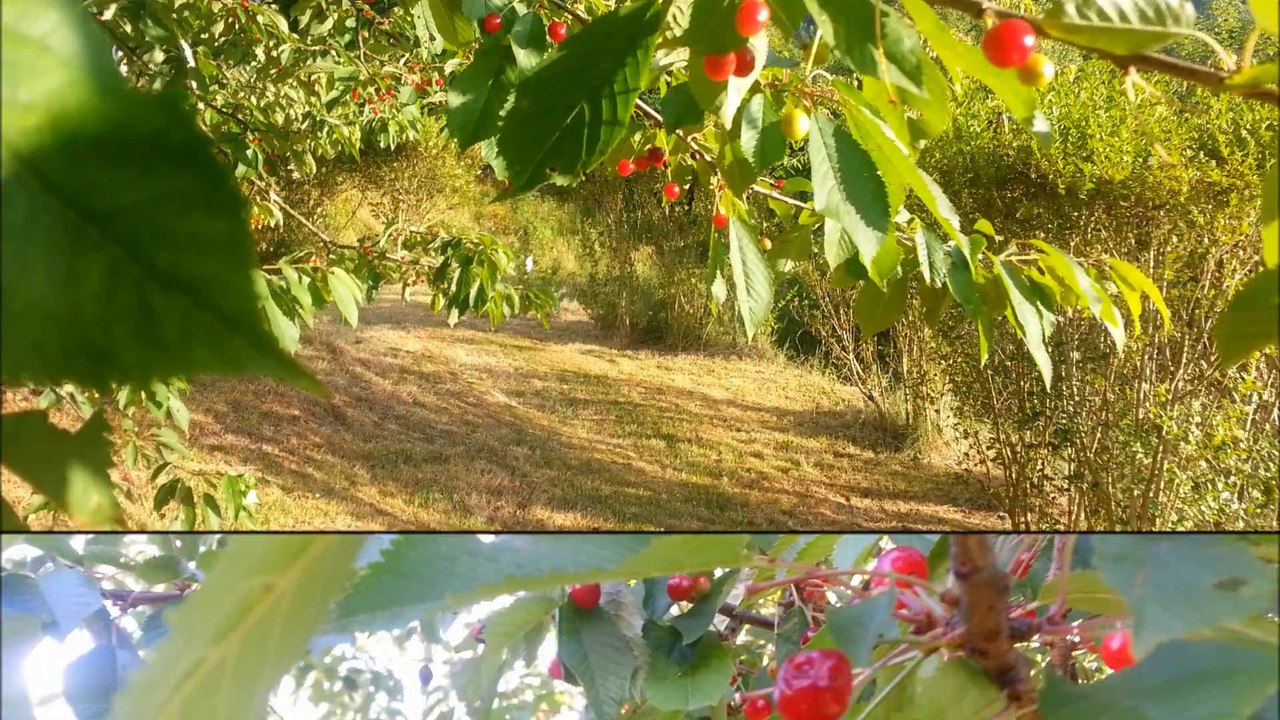 les cerises 24 juin 2014