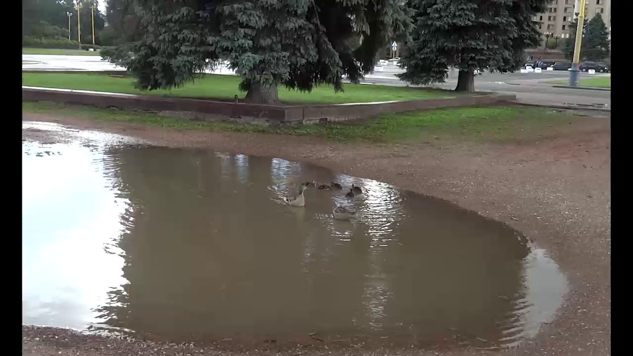 утки