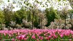 Beautiful Flowers HD 2 - slideshow of spring and summer flower pictures with music (wall photos)
