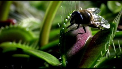 The coolest nature video ever! 2012 HD